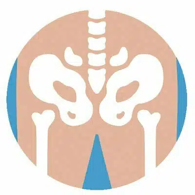 PELVIS & Hip - First Health Physical Therapy